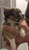 Scout, a male Chihuahua for sale in Spartanburg, SC – 4 of 10