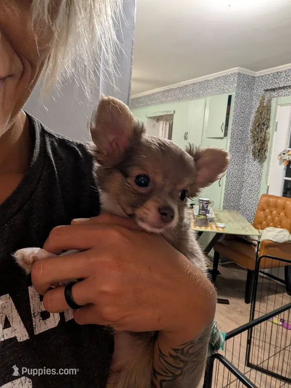 Scout – Chihuahua puppy for sale in Spartanburg, SC
