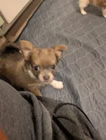 Scout, a male Chihuahua for sale in Spartanburg, SC – 8 of 10