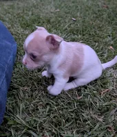 Chowder, a male Chihuahua for sale in Spartanburg, SC – 5 of 10