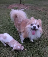 Chowder, a male Chihuahua for sale in Spartanburg, SC – 8 of 10