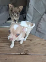 Chowder, a male Chihuahua for sale in Spartanburg, SC – 4 of 10