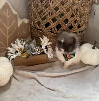 Teacup Pom, a female Pomeranian for sale in Fontana, CA – 4 of 4