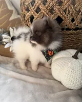 Teacup Pom, a female Pomeranian for sale in Fontana, CA – 3 of 4