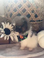 Teacup Pom, a female Pomeranian for sale in Fontana, CA – 2 of 4
