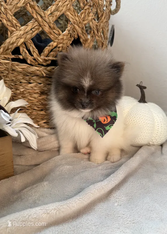 Teacup Pom – Pomeranian puppy for sale in Fontana, CA