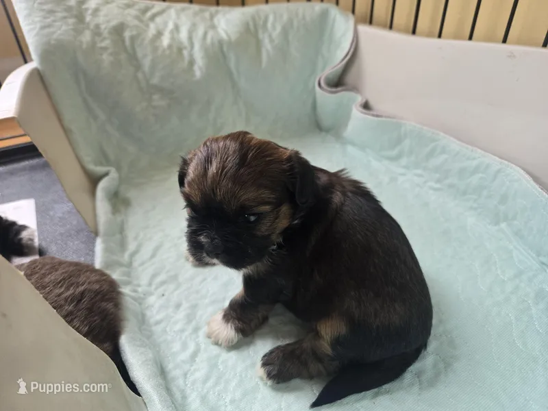 CKC female , a female Shih Tzu for sale in Knoxville, TN – Photo 1 of 2