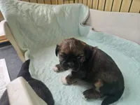 CKC female , a female Shih Tzu for sale in Knoxville, TN – Photo 2 of 2