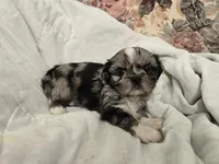 Blue merle female , a female Shih Tzu for sale in Knoxville, TN – 3 of 4