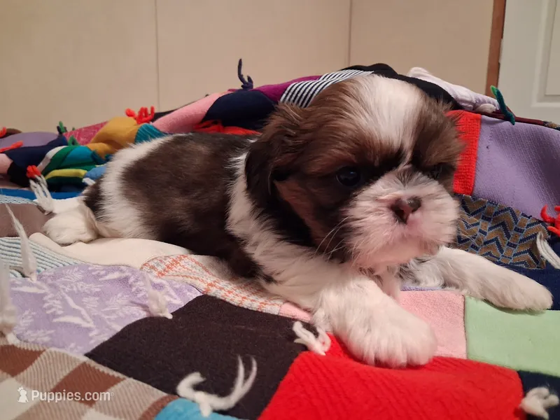 Red/white male – Shih Tzu puppy for sale in Knoxville, TN