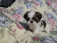 Imperial male tri color , a male Shih Tzu for sale in Knoxville, TN – Photo 3 of 3