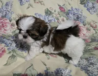 Imperial male tri color , a male Shih Tzu for sale in Knoxville, TN – Photo 2 of 3