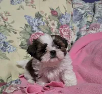Imperial male tri color , a male Shih Tzu for sale in Knoxville, TN – Photo 1 of 3