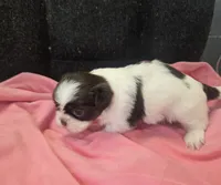 Chocolate /white female , a female Shih Tzu for sale in Knoxville, TN – 3 of 4