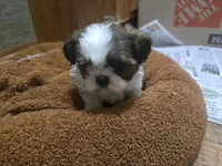 Small male, a male Shih Tzu for sale in Knoxville, TN – Photo 4 of 4