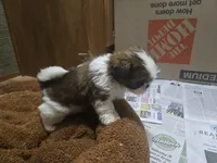 Small male, a male Shih Tzu for sale in Knoxville, TN – Photo 3 of 4