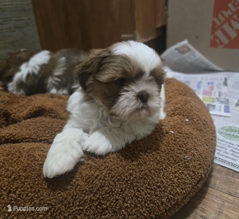 Small male – Shih Tzu puppy for sale in Knoxville, TN