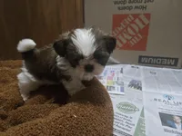 Small male, a male Shih Tzu for sale in Knoxville, TN – Photo 2 of 4
