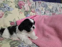 Black/white male, a male Shih Tzu for sale in Knoxville, TN – Photo 3 of 4