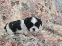 Black/white male, a male Shih Tzu for sale in Knoxville, TN – Photo 3 of 4