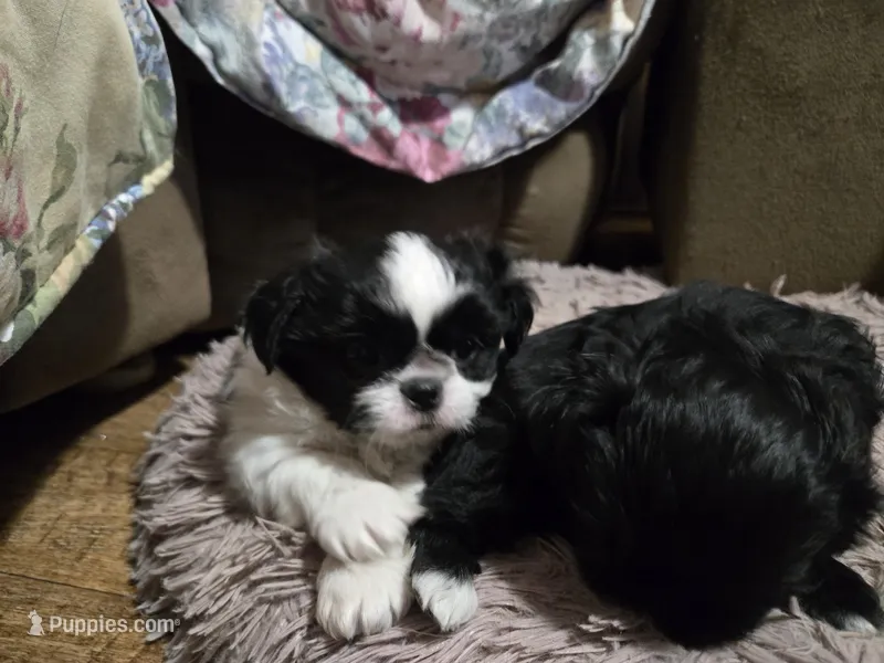 Black/white male, a male Shih Tzu for sale in Knoxville, TN – Photo 1 of 4
