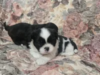 Black/white male, a male Shih Tzu for sale in Knoxville, TN – Photo 1 of 4