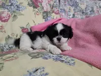 Black/white male, a male Shih Tzu for sale in Knoxville, TN – Photo 2 of 4
