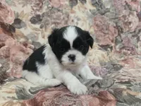 Black/white male, a male Shih Tzu for sale in Knoxville, TN – Photo 4 of 4