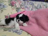 Black/white male, a male Shih Tzu for sale in Knoxville, TN – Photo 4 of 4