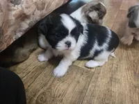 Black/white male, a male Shih Tzu for sale in Knoxville, TN – Photo 2 of 4