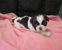 Chocolate /white female , a female Shih Tzu for sale in Knoxville, TN – 4 of 4