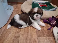 Red/white male, a male Shih Tzu for sale in Knoxville, TN – 2 of 4
