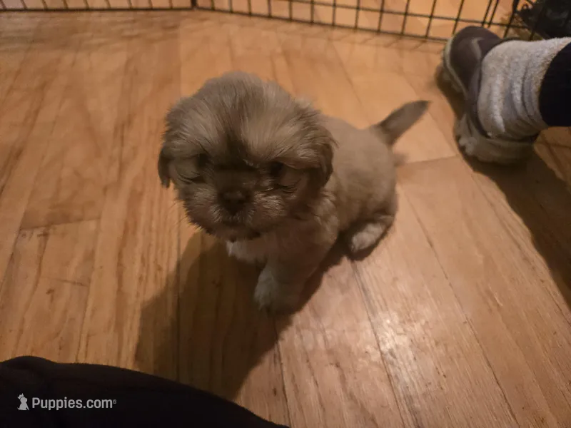 Liver male – Shih Tzu puppy for sale in Knoxville, TN