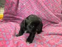 Black female , a female Shih Tzu for sale in Knoxville, TN – 4 of 4