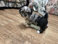 Blue merle female , a female Shih Tzu for sale in Knoxville, TN – 4 of 4