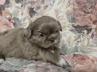 Chocolate female , a male Shih Tzu for sale in Knoxville, TN – Photo 4 of 4