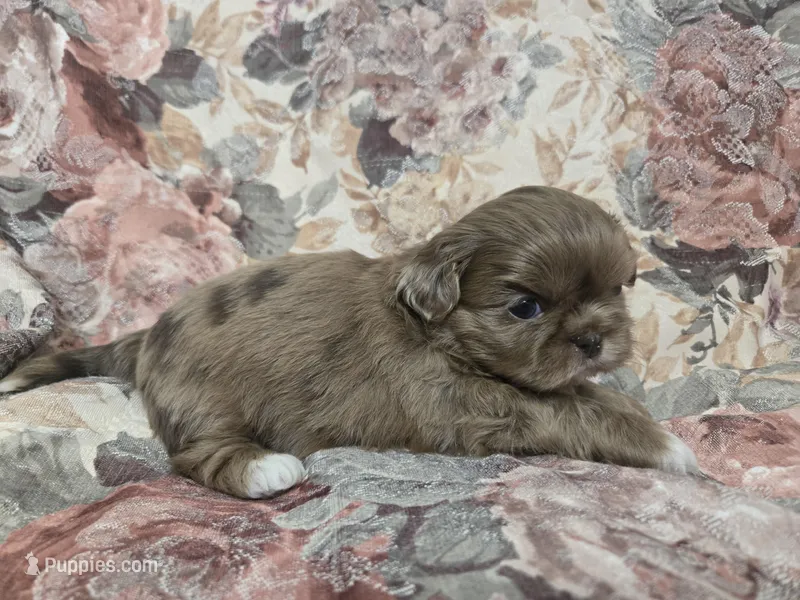 Chocolate female , a male Shih Tzu for sale in Knoxville, TN – Photo 1 of 4