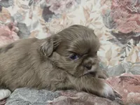 Chocolate female , a male Shih Tzu for sale in Knoxville, TN – Photo 3 of 4