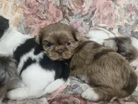 Chocolate female , a male Shih Tzu for sale in Knoxville, TN – Photo 2 of 4