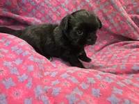 Black female , a female Shih Tzu for sale in Knoxville, TN – 2 of 4