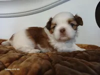 Female , a female Shih Tzu for sale in Knoxville, TN – Photo 3 of 3