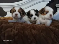 Female , a female Shih Tzu for sale in Knoxville, TN – Photo 2 of 3