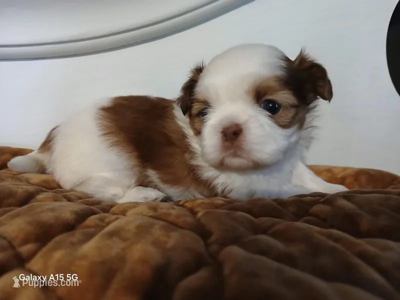 Female , a female Shih Tzu for sale in Knoxville, TN – Photo 1 of 3