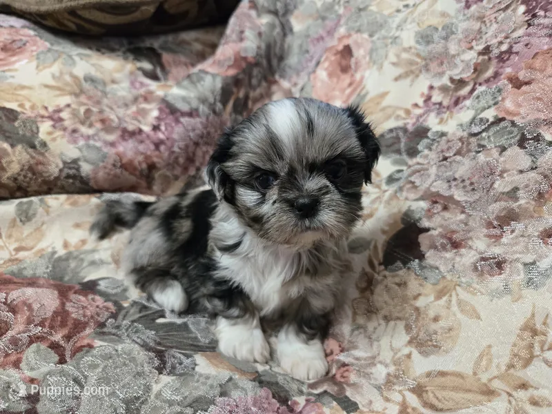 Blue merle female  – Shih Tzu puppy for sale in Knoxville, TN