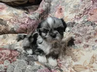 Blue merle female , a female Shih Tzu for sale in Knoxville, TN – 1 of 4