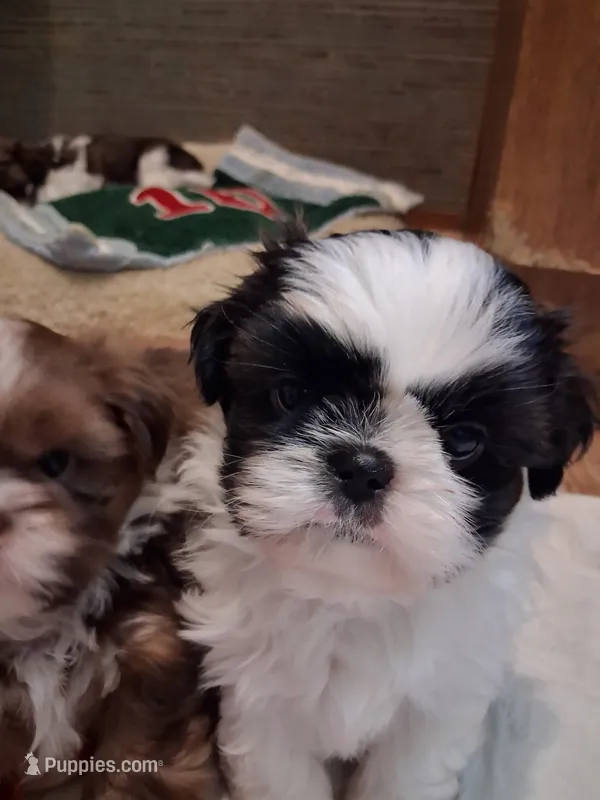 Black/white male – Shih Tzu puppy for sale in Knoxville, TN