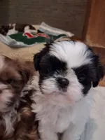 Black/white male, a male Shih Tzu for sale in Knoxville, TN – 1 of 2
