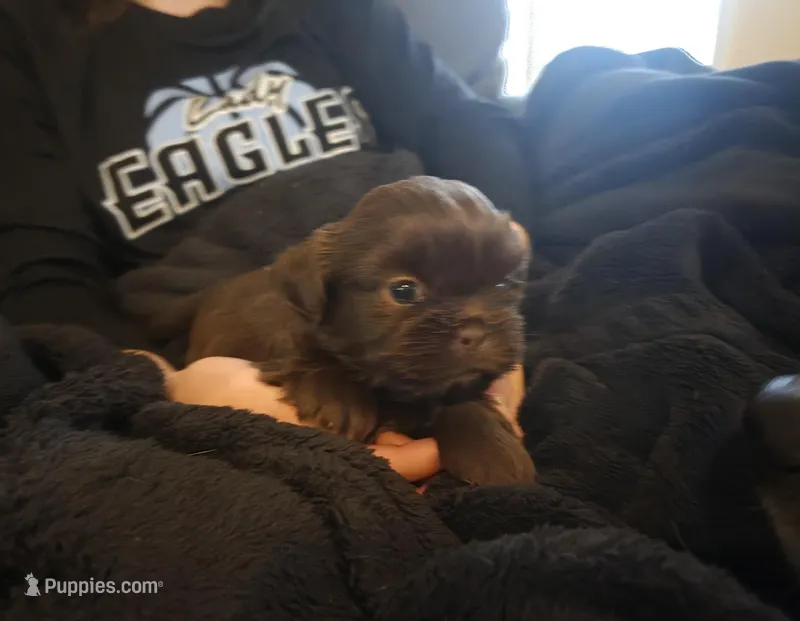 Live, a male Shih Tzu for sale in Knoxville, TN – Photo 1 of 1