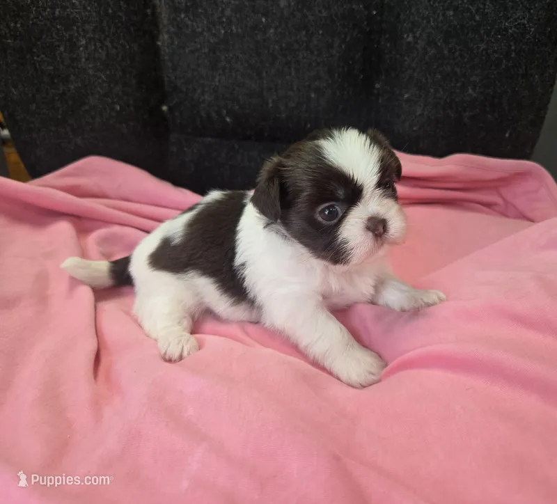 Chocolate /white female  – Shih Tzu puppy for sale in Knoxville, TN