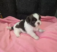 Chocolate /white female , a female Shih Tzu for sale in Knoxville, TN – 1 of 4